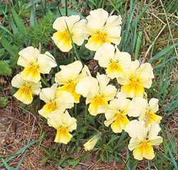 Viola calcarata, Violaceae