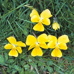 Viola calcarata, Violaceae