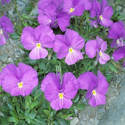 Viola calcarata, Violaceae