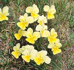 Viola calcarata, Violaceae