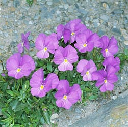 Viola calcarata, Violaceae