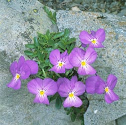 Viola calcarata, Violaceae