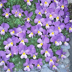 Viola eugeniae, Violaceae
