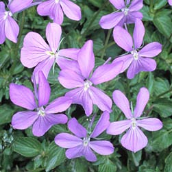 Viola cornuta, Violaceae