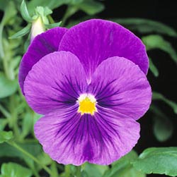 Viola x wittrockiana, Violaceae