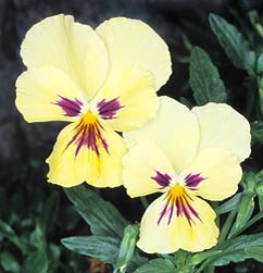 Viola x wittrockiana, Violaceae