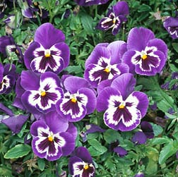 Viola x wittrockiana, Violaceae