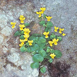 Viola biflora, Violaceae