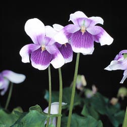 Viola hederacea, Violaceae