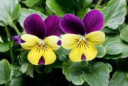 Viola cornuta Hybr, Violaceae