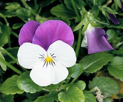 Viola cornuta Hybr, Violaceae