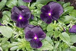 Viola cornuta Hybr, Violaceae