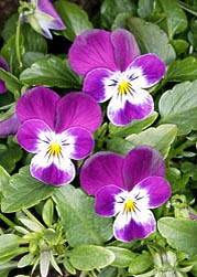 Viola cornuta Hybr, Violaceae