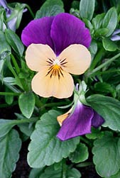 Viola cornuta Hybrid, Violaceae