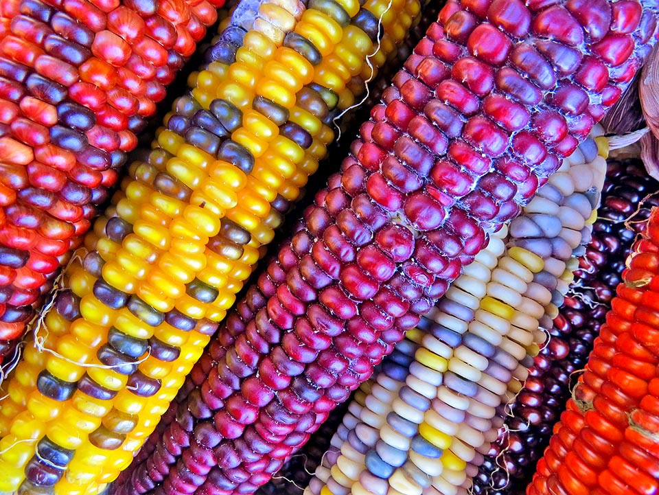 Il existe aujourd'hui de nombreuses variétés décoratives dites "arc-en-ciel" qui ont des grains éclatants aux couleurs incroyables 