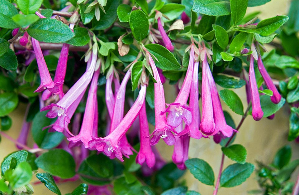 Vesalea floribunda