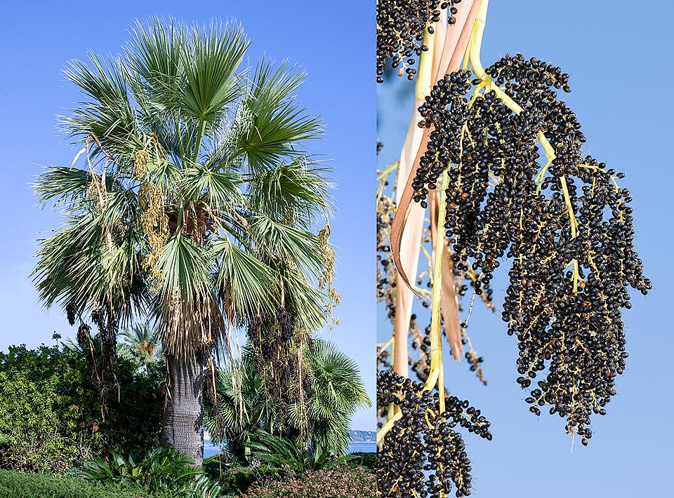 Native des États-Unis et du Mexique, Washingtonia filifera est relativement résistant aux basses températures. De nombreux fruits globuleux noirâtres d’environ 0,5 cm © Giuseppe Mazza