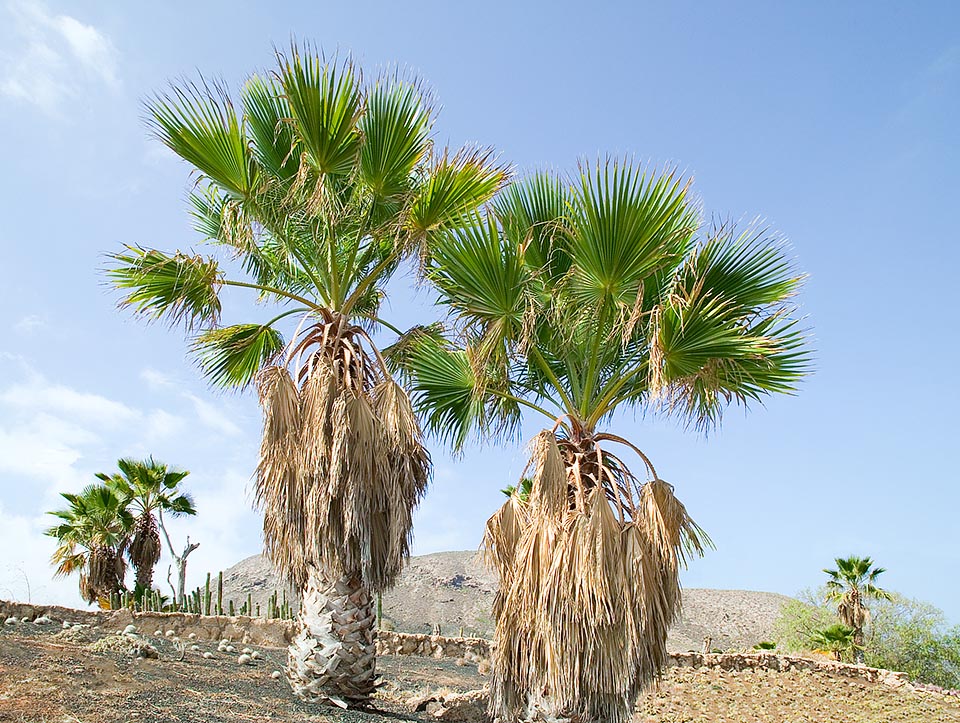 La Washingtonia robusta es una palmera originaria del norte de México. No tiene ninguna necesidad particular de cultivo, con excepción de una ubicación a pleno sol © Giuseppe Mazza