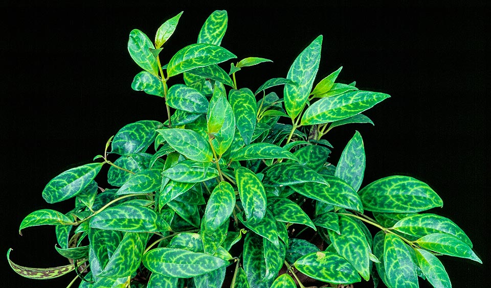 Épiphyte des forêts d'altitude humide du sud-est asiatique, Aeschynanthus longicaulis est une espèce sempervirente cultivable même dans les intérieurs lumineux © Giuseppe Mazza