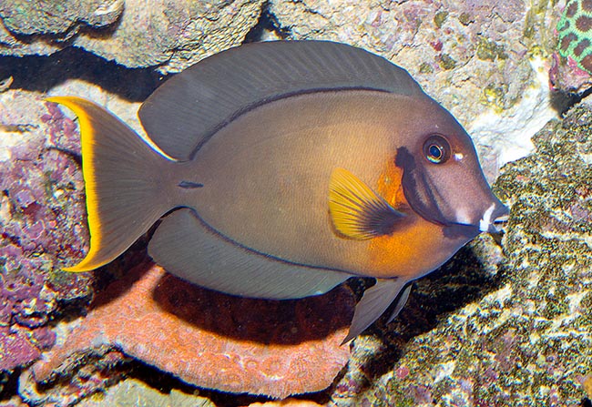 Acanthurus pyroferus, Acanthuridae, Poisson chirurgien chocolat, Chirurgien porteur de feu Acanthurus pyroferus, Acanthuridae, Poisson chirurgien chocolat, Chirurgien porteur de feu