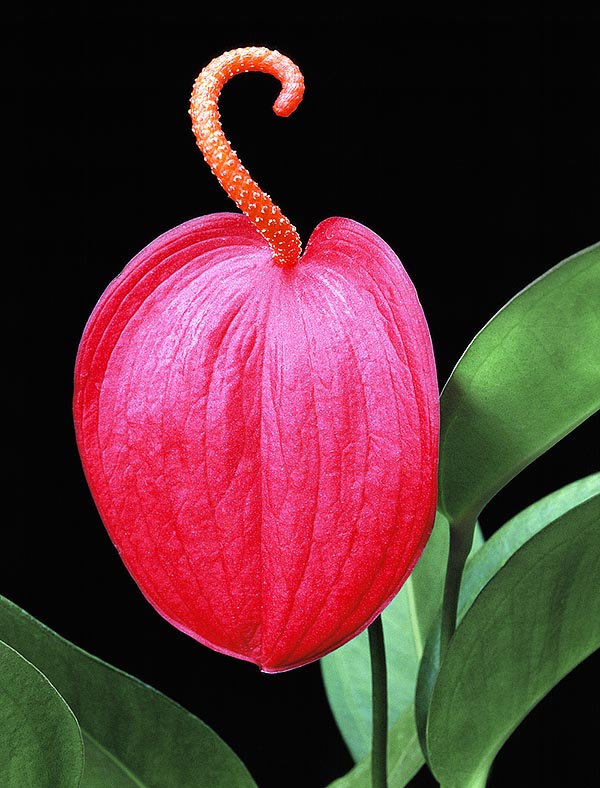 Native to Costa Rica, the Anthurium scherzerianum is one of the most known indoor plants due to the flaming and lasting inflorescence spathe. The fruits are orange red berries © Giuseppe Mazza