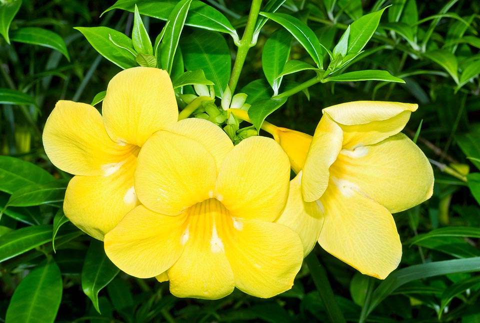 Originaire d'Amérique du Sud, il fleurit presque toute l'année avec une corolle spectaculaire jaune brillant d'environ 8 cm de diamètre © Giuseppe Mazza
