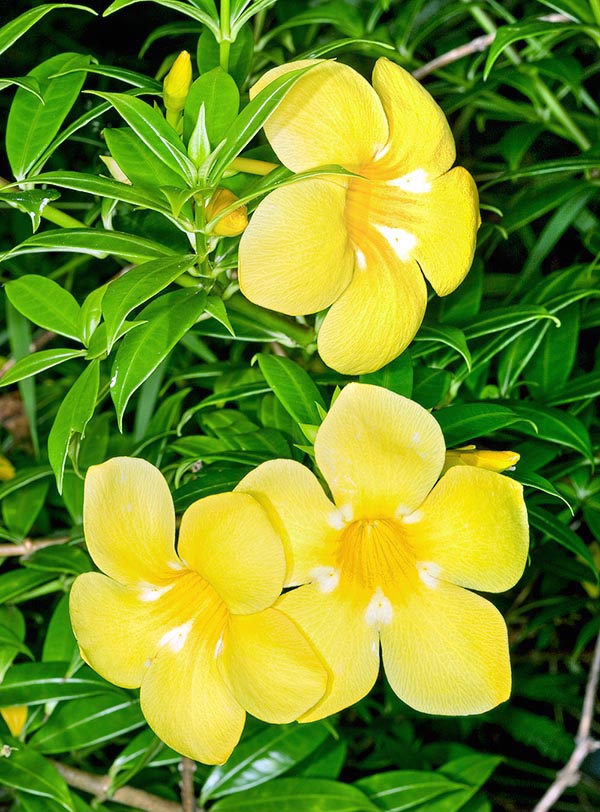 Arbusto siempreverde y vigoroso, la Allamanda cathartica puede alcanzar los 6 m de altura © G. Mazza