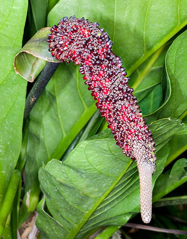 Anthurium hookeri est une épiphyte de grande taille originaire d’Amérique centrale © Giuseppe Mazza