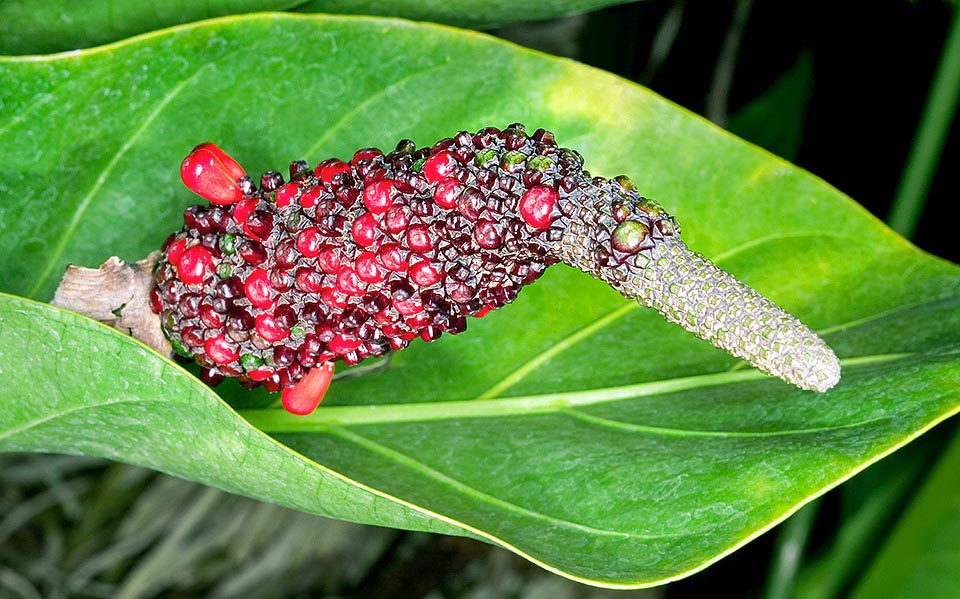 Détail du spadice avec des fruits. Comme plante en pot elle a un grand effet pour la décoration des environnements spacieux © Giuseppe Mazza