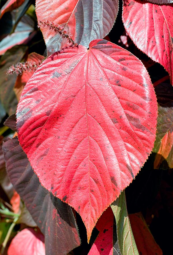 Una vistosa hoja e inflorescencias de Acalypha wilkesiana f. macrophylla © Giuseppe Mazza