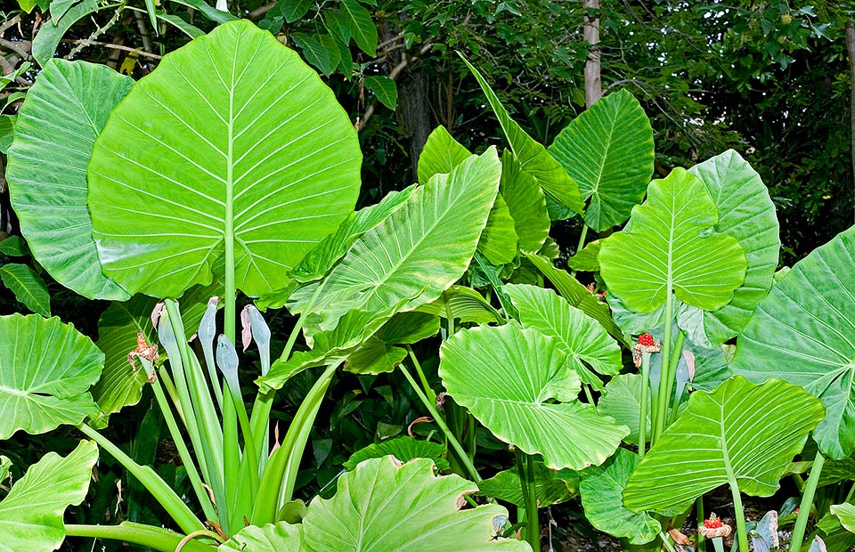 Alocasia macrorrhizos vulgary known in the tropical and subtropical gardens as Elephant's ear is native to South-East Asia. Rhizomatous herbaceous with partially underground stem that may reach the two metres of height. The one metre long and 90 cm broad leaves are almost erect with 150 cm petioles © Giuseppe Mazza