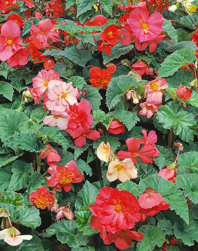 Begonia × tuberhybrida est née du croisement d’espèces tubéreuses originaires de Bolivie, d'Argentine et du Pérou © Giuseppe Mazza