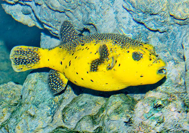 Arothron meleagris, Tetraodontidae, Tamboril de Aletas Punteadas Arothron meleagris, Tetraodontidae, Tamboril de Aletas Punteadas