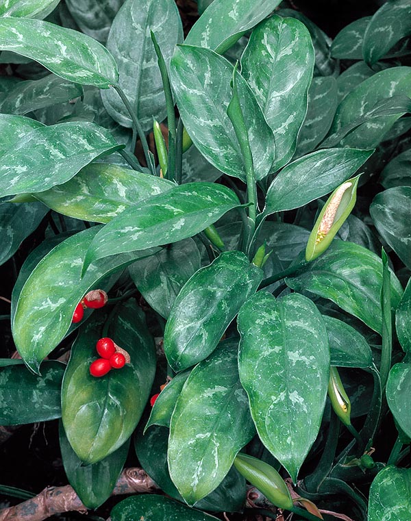 Aglaonema commutatum con fiori e frutti. Tropicale ma coltivabile facilmente in casa © Giuseppe Mazza