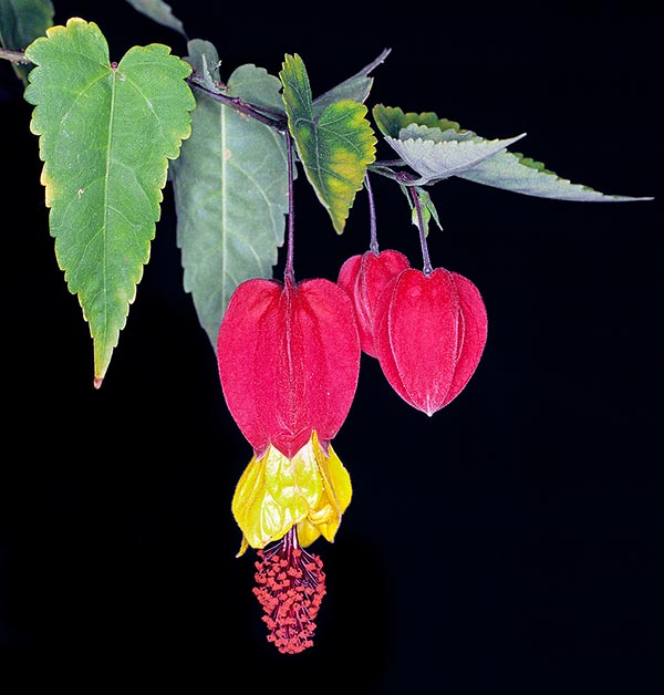 La fioritura dell’Abutilon megapotamicum è continua dalla primavera all’autunno © Giuseppe Mazza