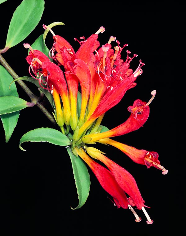 Nativa del Sudeste Asiático, el Aeschynanthus speciosus es una epífita muy florífera © Giuseppe Mazza