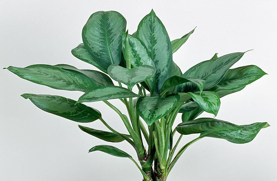 Originaire des Philippines, Aglaonema crispum orne les jardins des tropiques mais pousse bien également comme plante d'appartement en intérieurs lumineux © G. Mazza