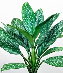 Aglaonema nitidum f. curtisii - Monaco Nature Encyclopedia