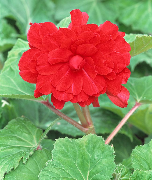 Begonia × tuberhybrida - Monaco Nature Encyclopedia