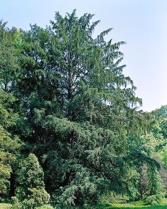 Taxus baccata growth is very slow, but exceeds the 20 m of height and the 2000 years of age © Giuseppe Mazza