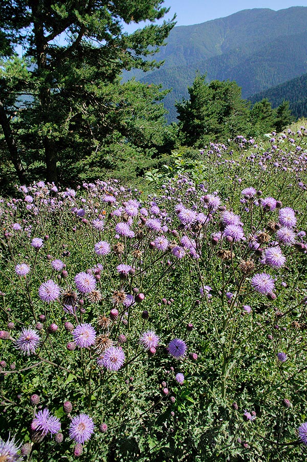  Although often adorning our alpine pastures, Cirsium arvense is a weed of Euroasian origin © G. Mazza