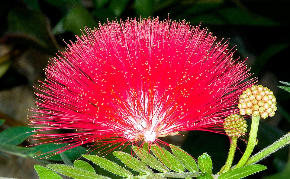 Born for the tropics, sporadically resists to 0 °C in the warm temperate climates and adapts to life in pot, also as bonsai. Proved medicinal virtues © Giuseppe Mazza