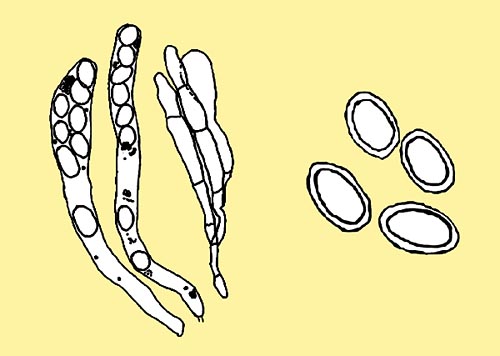 Asci, paraphysis and spores © Pierluigi Angeli