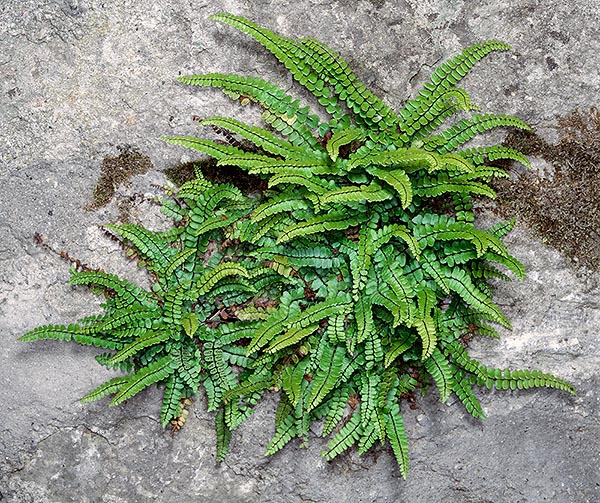 Asplenium trichomanes est une fougère largement répandue en Europe, particulièrement dans des lieux ombragés et humides. Puisqu’elle vit sur des rochers, murs et terrains pierreux est qualifiée saxicole © Giuseppe Mazza