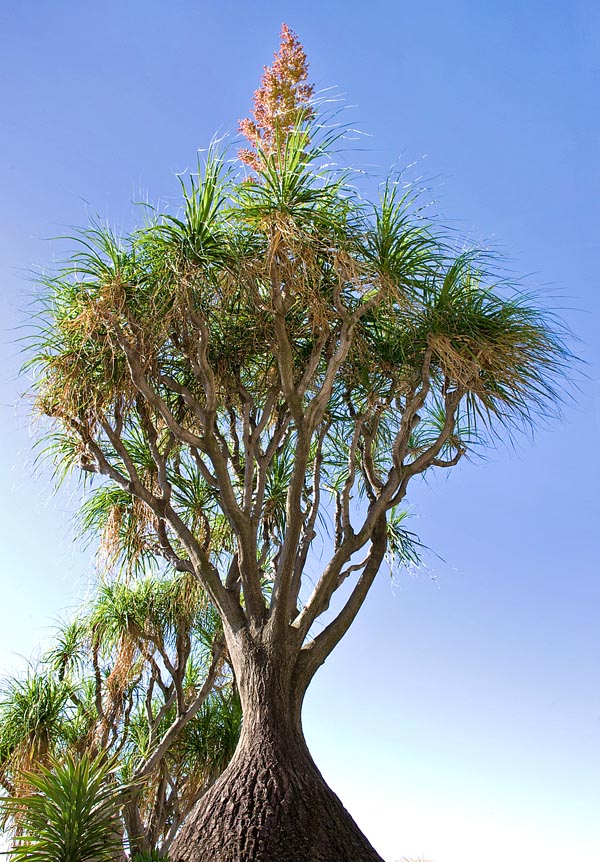 Originaria de las zonas semidesérticas de México, la Beaucarnea recurvata, aquí en flor, es una especie siempreverde dioica, de crecimiento lento, que puede alcanzar los 10 m de altura en la naturaleza © Giuseppe Mazza