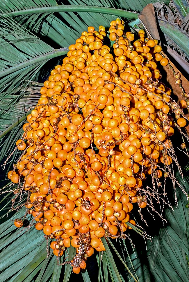 Fue separada en 2011 de la análoga Butia capitata en base a criterios geográficos y por los copiosos frutos redondeados, que se consumen frescos o se usan en mermeladas, zumos, sorbetes y bebidas alcohólicas © Giuseppe Mazza