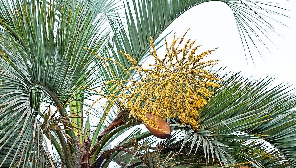 Originaire du sud du Brésil et d'Uruguay, Butia odorata est une espèce monoïque, aux deux sexes sur la même plante, aux inflorescences courtes très ramifiées © Giuseppe Mazza