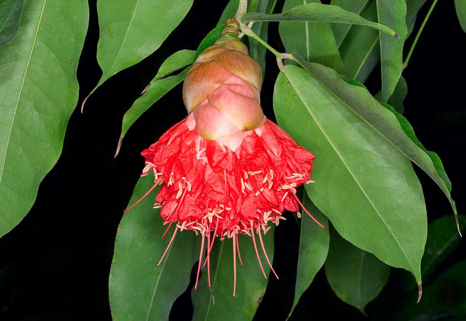 Inflorescence s’ouvrant entourée de bractées. La taille est plus réduite que celle de Brownea grandiceps, d’où cette espèce est moins présente dans les jardins tropicaux. Cependant, ce sont des plantes splendides et ont en plus des vertus médicinales, surtout pour l’écorce contenant un puissant hémostatique © Giuseppe Mazza