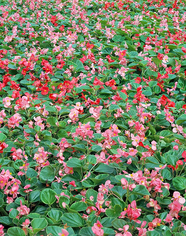 Frequent borders and balcony plant, Begonia cucullata is native to South America © Giuseppe Mazza