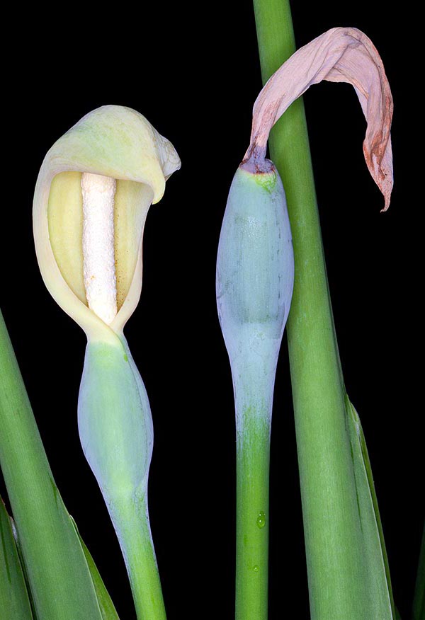 La espata, de 15-30 cm de largo, protege las flores masculinas y femeninas que maduran en distintos momentos. En su interior, en la zona del espádice reservada a lo masculino, la temperatura puede subir de 10 a 20 ºC sobre la exterior durante alrededor de 40 horas, tiempo durante el que los polinizadores vienen a cargarse de polen atraídos por el calor y un olor a ellos irresistible © Giuseppe Mazza